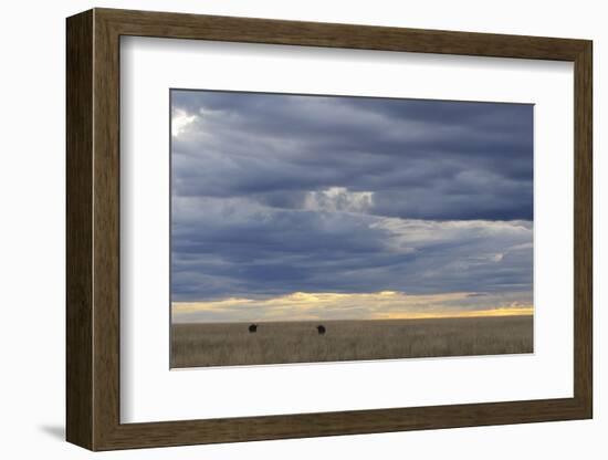 Blue Wildebeest (Connochaetus taurinus) two adults, Kenya-Shem Compion-Framed Photographic Print