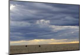 Blue Wildebeest (Connochaetus taurinus) two adults, Kenya-Shem Compion-Mounted Photographic Print