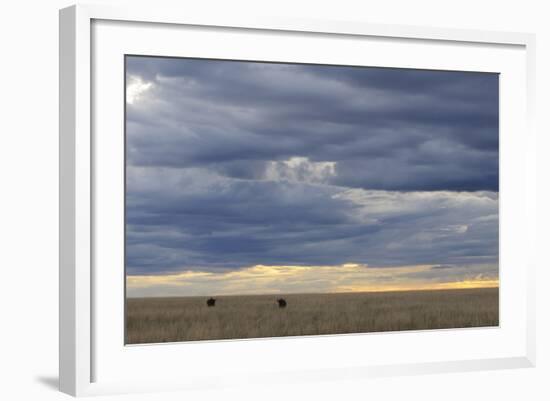 Blue Wildebeest (Connochaetus taurinus) two adults, Kenya-Shem Compion-Framed Photographic Print