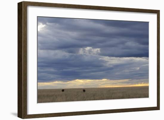 Blue Wildebeest (Connochaetus taurinus) two adults, Kenya-Shem Compion-Framed Photographic Print