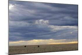 Blue Wildebeest (Connochaetus taurinus) two adults, Kenya-Shem Compion-Mounted Photographic Print