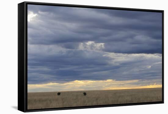 Blue Wildebeest (Connochaetus taurinus) two adults, Kenya-Shem Compion-Framed Stretched Canvas