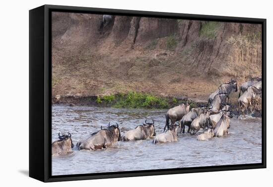 Blue wildebeest crossing the Mara River, Maasai Mara, Kenya-Nico Tondini-Framed Stretched Canvas