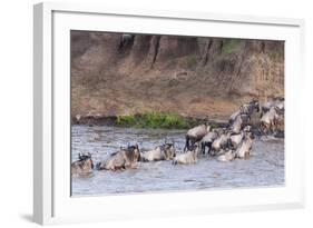 Blue wildebeest crossing the Mara River, Maasai Mara, Kenya-Nico Tondini-Framed Photographic Print