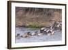 Blue wildebeest crossing the Mara River, Maasai Mara, Kenya-Nico Tondini-Framed Photographic Print