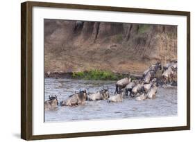 Blue wildebeest crossing the Mara River, Maasai Mara, Kenya-Nico Tondini-Framed Photographic Print