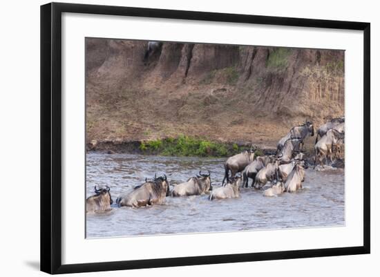 Blue wildebeest crossing the Mara River, Maasai Mara, Kenya-Nico Tondini-Framed Photographic Print