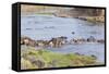 Blue wildebeest crossing the Mara River, Maasai Mara, Kenya-Nico Tondini-Framed Stretched Canvas