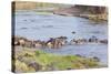 Blue wildebeest crossing the Mara River, Maasai Mara, Kenya-Nico Tondini-Stretched Canvas