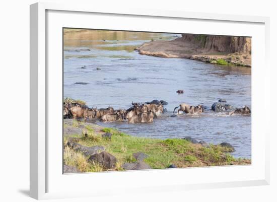 Blue wildebeest crossing the Mara River, Maasai Mara, Kenya-Nico Tondini-Framed Photographic Print