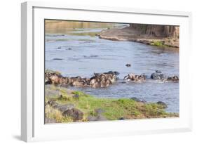 Blue wildebeest crossing the Mara River, Maasai Mara, Kenya-Nico Tondini-Framed Photographic Print