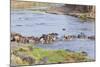 Blue wildebeest crossing the Mara River, Maasai Mara, Kenya-Nico Tondini-Mounted Photographic Print