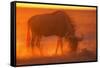 Blue Wildebeest Feeding at Sunset-Paul Souders-Framed Stretched Canvas