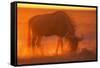 Blue Wildebeest Feeding at Sunset-Paul Souders-Framed Stretched Canvas