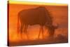 Blue Wildebeest Feeding at Sunset-Paul Souders-Stretched Canvas