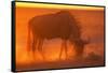 Blue Wildebeest Feeding at Sunset-Paul Souders-Framed Stretched Canvas