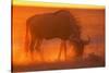 Blue Wildebeest Feeding at Sunset-Paul Souders-Stretched Canvas