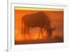 Blue Wildebeest Feeding at Sunset-Paul Souders-Framed Photographic Print