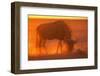 Blue Wildebeest Feeding at Sunset-Paul Souders-Framed Photographic Print