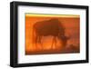 Blue Wildebeest Feeding at Sunset-Paul Souders-Framed Photographic Print