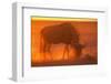 Blue Wildebeest Feeding at Sunset-Paul Souders-Framed Photographic Print