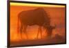 Blue Wildebeest Feeding at Sunset-Paul Souders-Framed Photographic Print