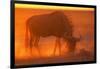 Blue Wildebeest Feeding at Sunset-Paul Souders-Framed Photographic Print