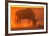Blue Wildebeest Feeding at Sunset-Paul Souders-Framed Photographic Print