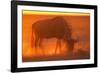 Blue Wildebeest Feeding at Sunset-Paul Souders-Framed Photographic Print