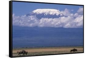 Blue Wildebeest Grazing-DLILLC-Framed Stretched Canvas