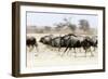 Blue wildebeest , Kgalagadi Transfrontier Park, Kalahari, Northern Cape, South Africa, Africa-Christian Kober-Framed Photographic Print