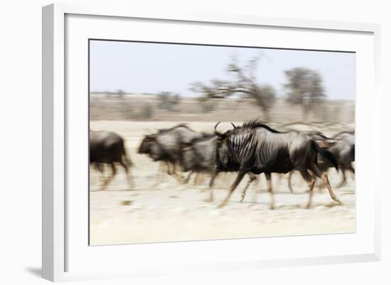 Blue wildebeest , Kgalagadi Transfrontier Park, Kalahari, Northern Cape, South Africa, Africa-Christian Kober-Framed Photographic Print