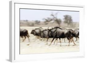 Blue wildebeest , Kgalagadi Transfrontier Park, Kalahari, Northern Cape, South Africa, Africa-Christian Kober-Framed Photographic Print