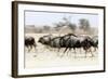 Blue wildebeest , Kgalagadi Transfrontier Park, Kalahari, Northern Cape, South Africa, Africa-Christian Kober-Framed Photographic Print