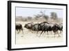 Blue wildebeest , Kgalagadi Transfrontier Park, Kalahari, Northern Cape, South Africa, Africa-Christian Kober-Framed Photographic Print