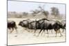 Blue wildebeest , Kgalagadi Transfrontier Park, Kalahari, Northern Cape, South Africa, Africa-Christian Kober-Mounted Photographic Print