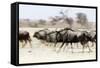 Blue wildebeest , Kgalagadi Transfrontier Park, Kalahari, Northern Cape, South Africa, Africa-Christian Kober-Framed Stretched Canvas