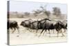 Blue wildebeest , Kgalagadi Transfrontier Park, Kalahari, Northern Cape, South Africa, Africa-Christian Kober-Stretched Canvas