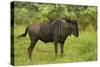 Blue wildebeest, Kruger National Park, South Africa-David Wall-Stretched Canvas