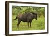 Blue wildebeest, Kruger National Park, South Africa-David Wall-Framed Photographic Print