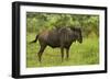 Blue wildebeest, Kruger National Park, South Africa-David Wall-Framed Photographic Print