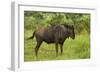 Blue wildebeest, Kruger National Park, South Africa-David Wall-Framed Photographic Print