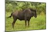 Blue wildebeest, Kruger National Park, South Africa-David Wall-Mounted Photographic Print