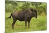 Blue wildebeest, Kruger National Park, South Africa-David Wall-Mounted Photographic Print