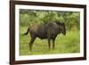 Blue wildebeest, Kruger National Park, South Africa-David Wall-Framed Photographic Print