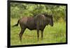 Blue wildebeest, Kruger National Park, South Africa-David Wall-Framed Photographic Print