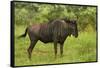 Blue wildebeest, Kruger National Park, South Africa-David Wall-Framed Stretched Canvas