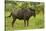 Blue wildebeest, Kruger National Park, South Africa-David Wall-Stretched Canvas