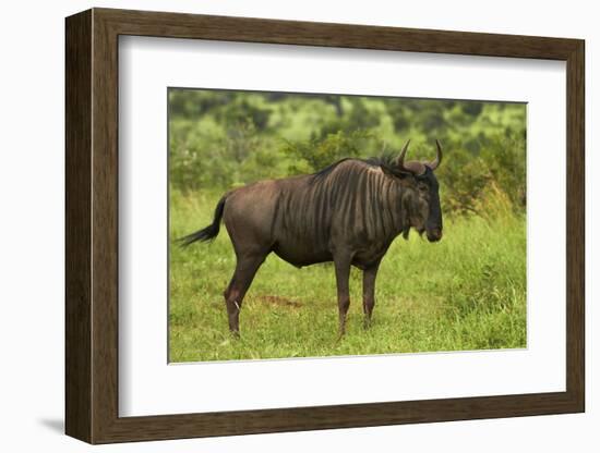 Blue wildebeest, Kruger National Park, South Africa-David Wall-Framed Photographic Print