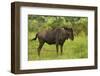 Blue wildebeest, Kruger National Park, South Africa-David Wall-Framed Photographic Print